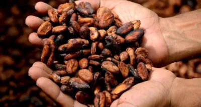 Poznaj właściwości ziaren kakaowca